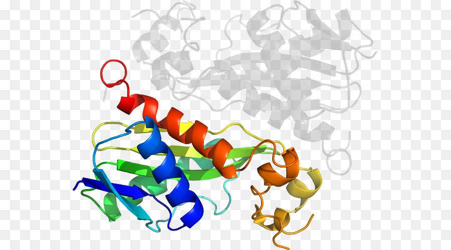 Protein，Molekul PNG