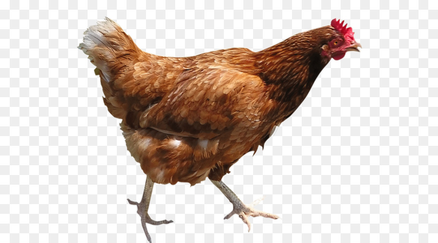 Ayam，Kari Ayam PNG