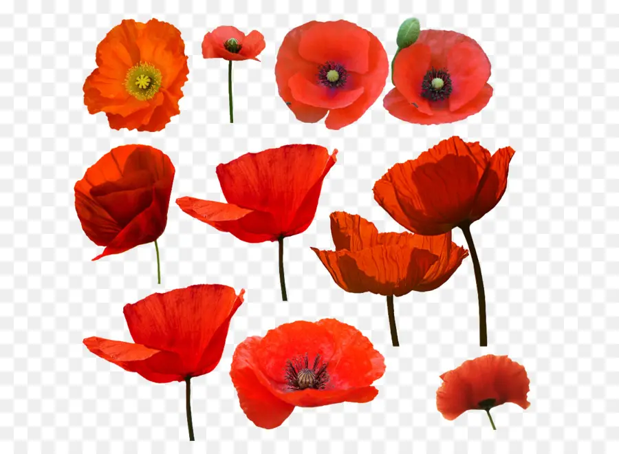 Umum Poppy，Poppy PNG