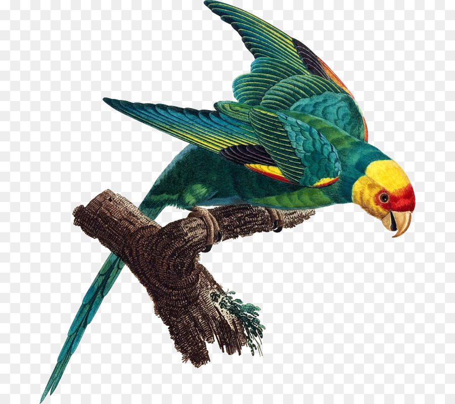 Burung Beo，Burung PNG