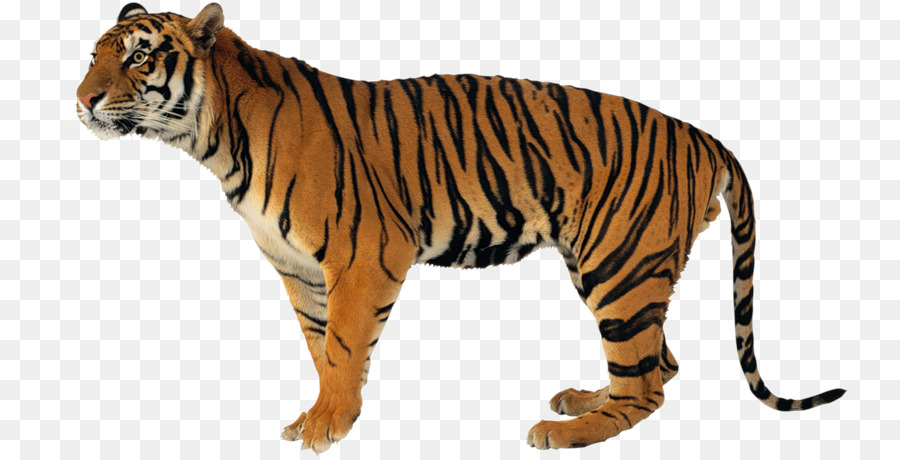 Harimau Putih，Harimau PNG