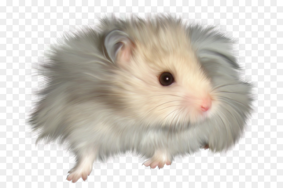 Hamster Halus，Imut Imut PNG