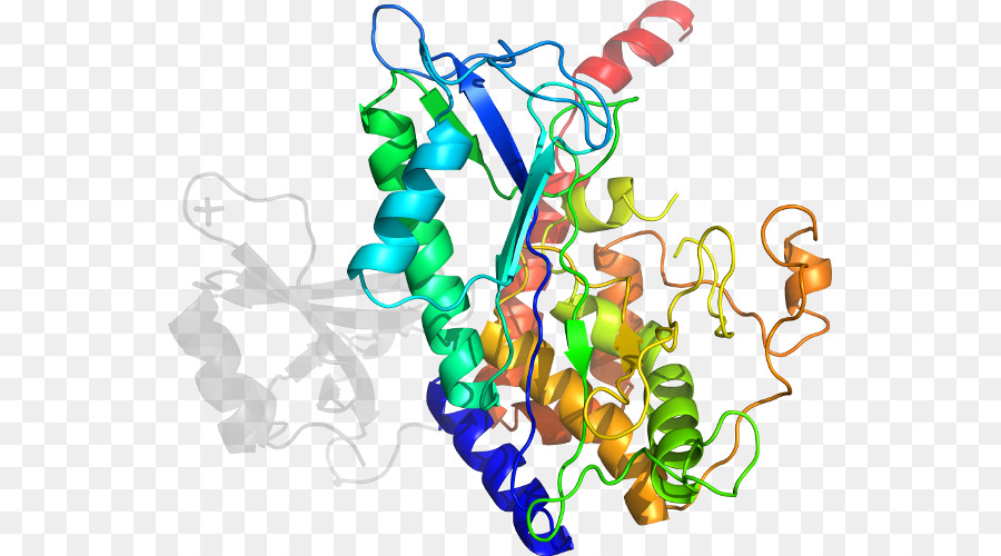 Struktur Protein，Molekul PNG