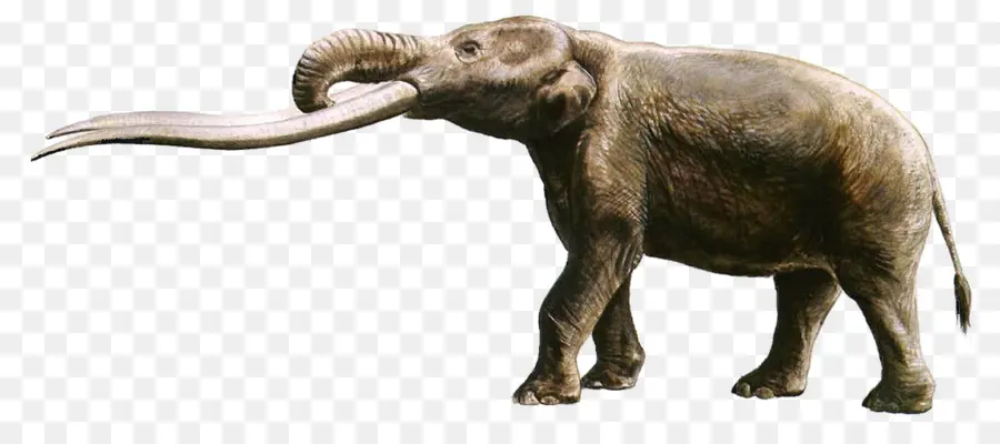 Gajah Afrika，Gomphotherium PNG