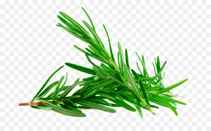 Rosemary，Hijau PNG