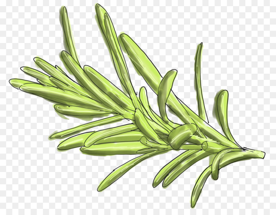 Rosemary，Hijau PNG