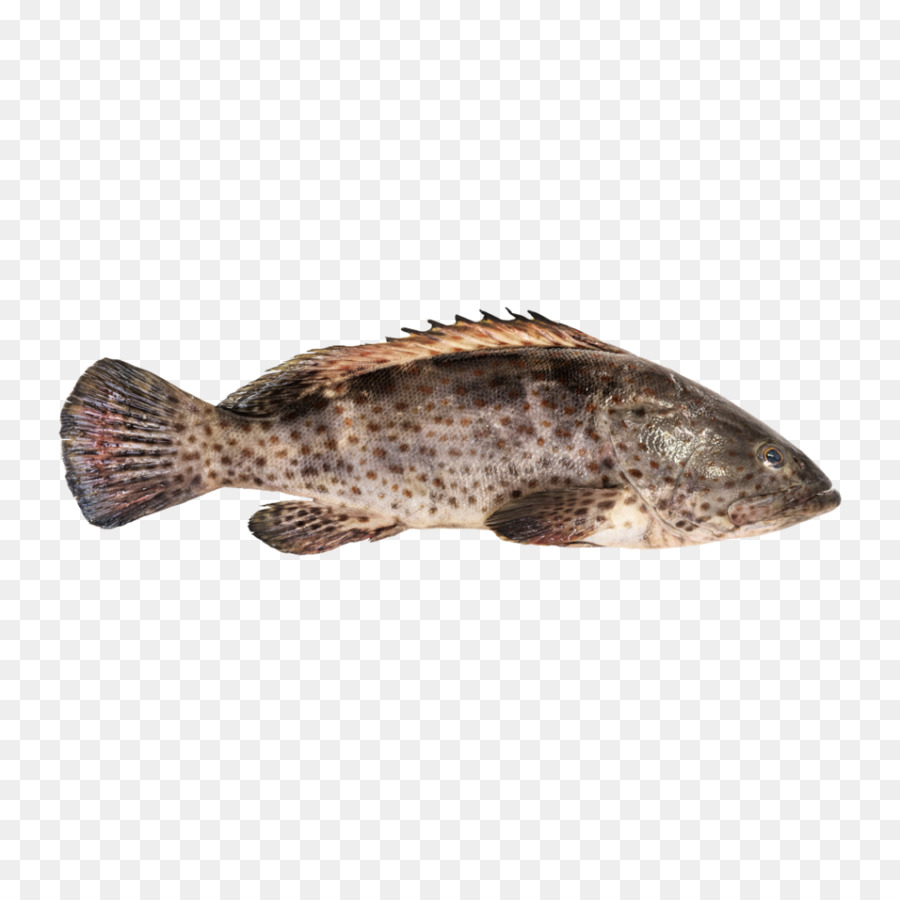 Ikan Kerapu