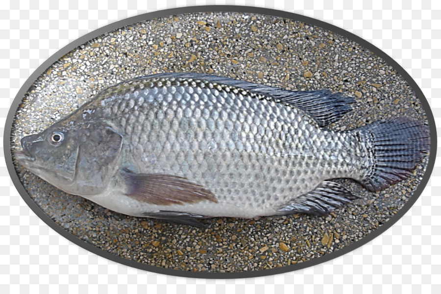 Nila，Nil Tilapia PNG