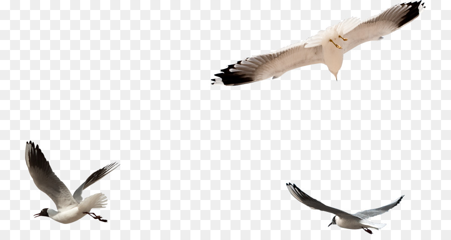 Eropa Herring Gull，Burung PNG