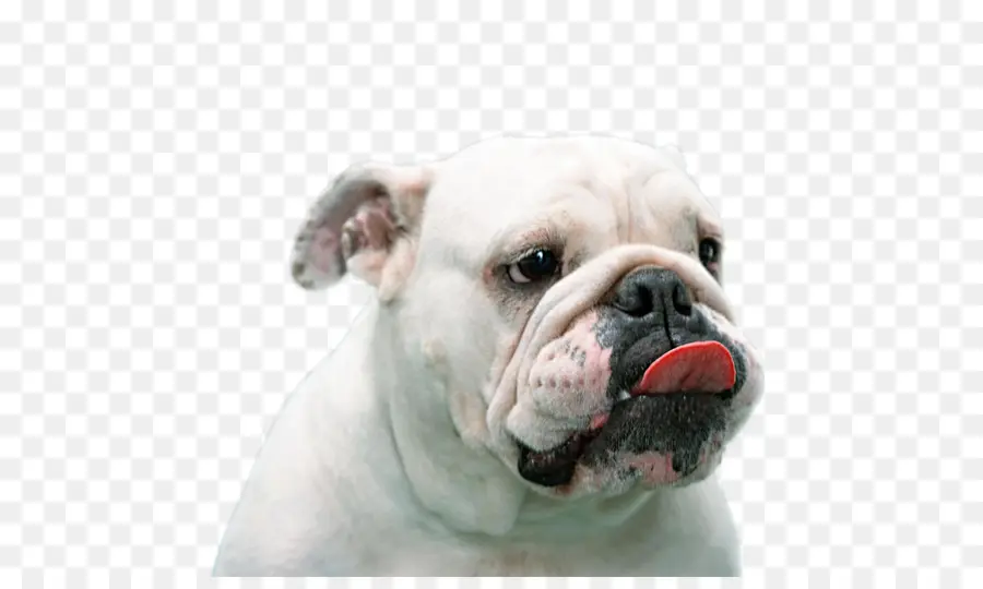 Buldog，Anjing PNG