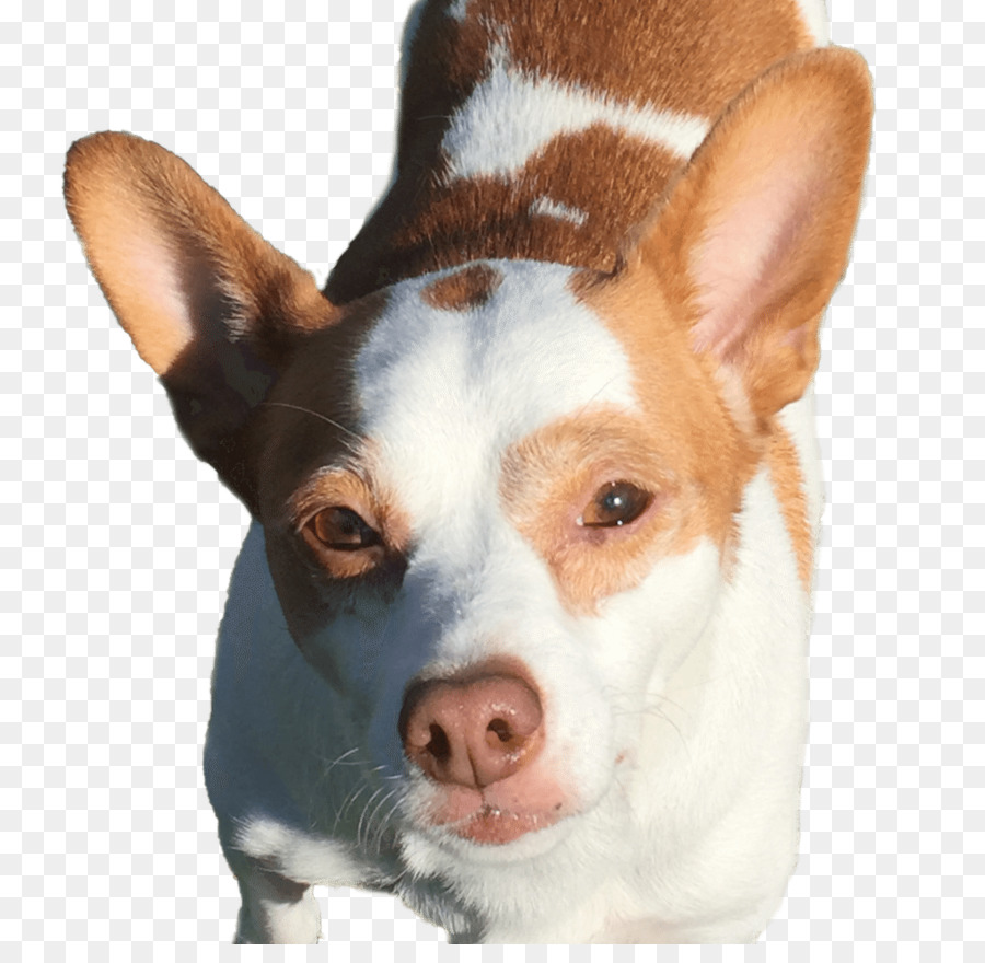 Miniatur Fox Terrier，Anjing Berkembang Biak PNG