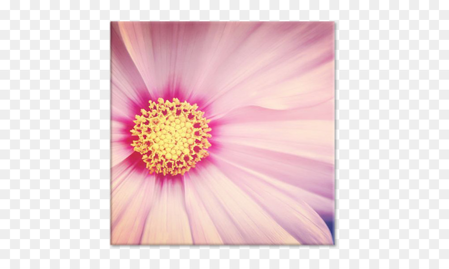 Dahlia，Fotografi PNG