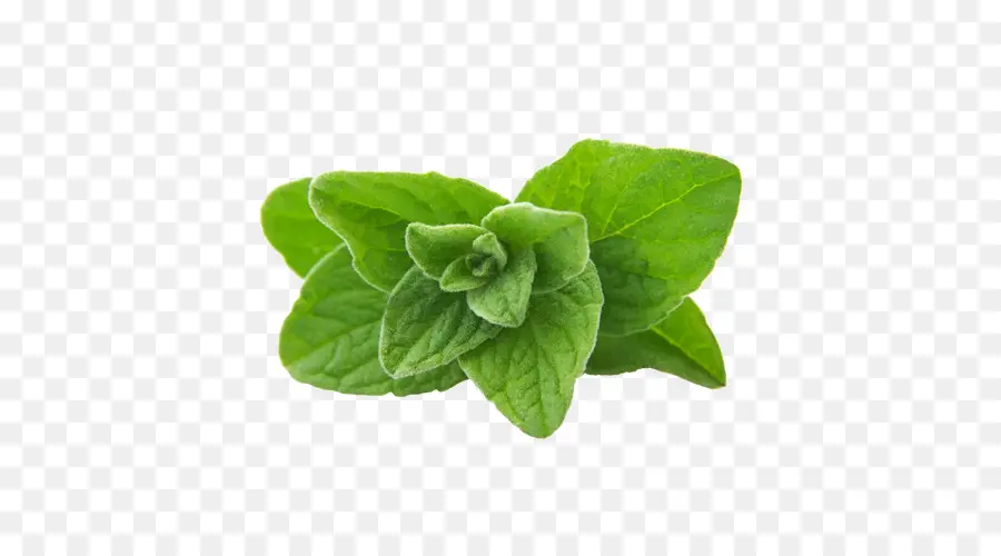 Daun Mint，Hijau PNG