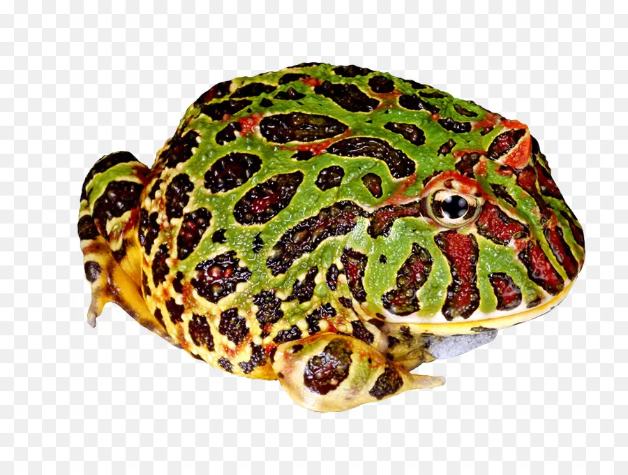 Katak Berwarna Warni，Amfibi PNG