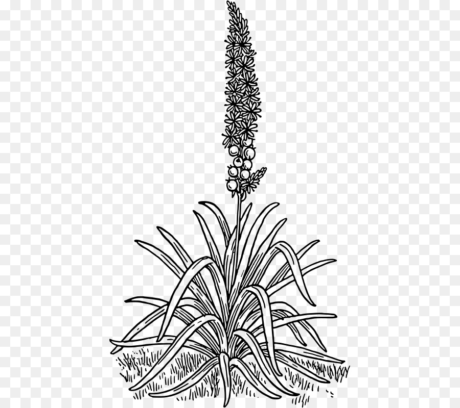 Asphodelus Ramosus，Asphodel Meadows PNG