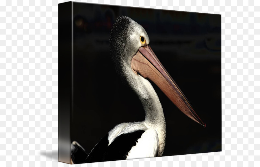 Pelican，Paruh PNG