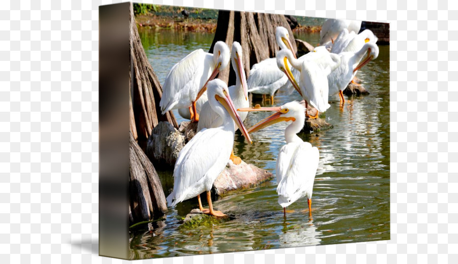 Pelican，Burung PNG