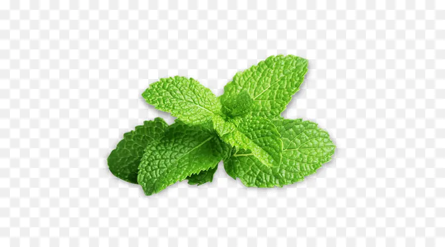 Peppermint，Mentha Spicata PNG