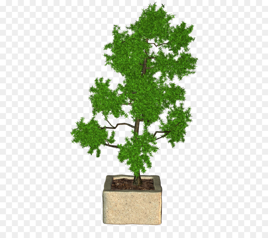 Sageretia Theezans，Pot Bunga PNG