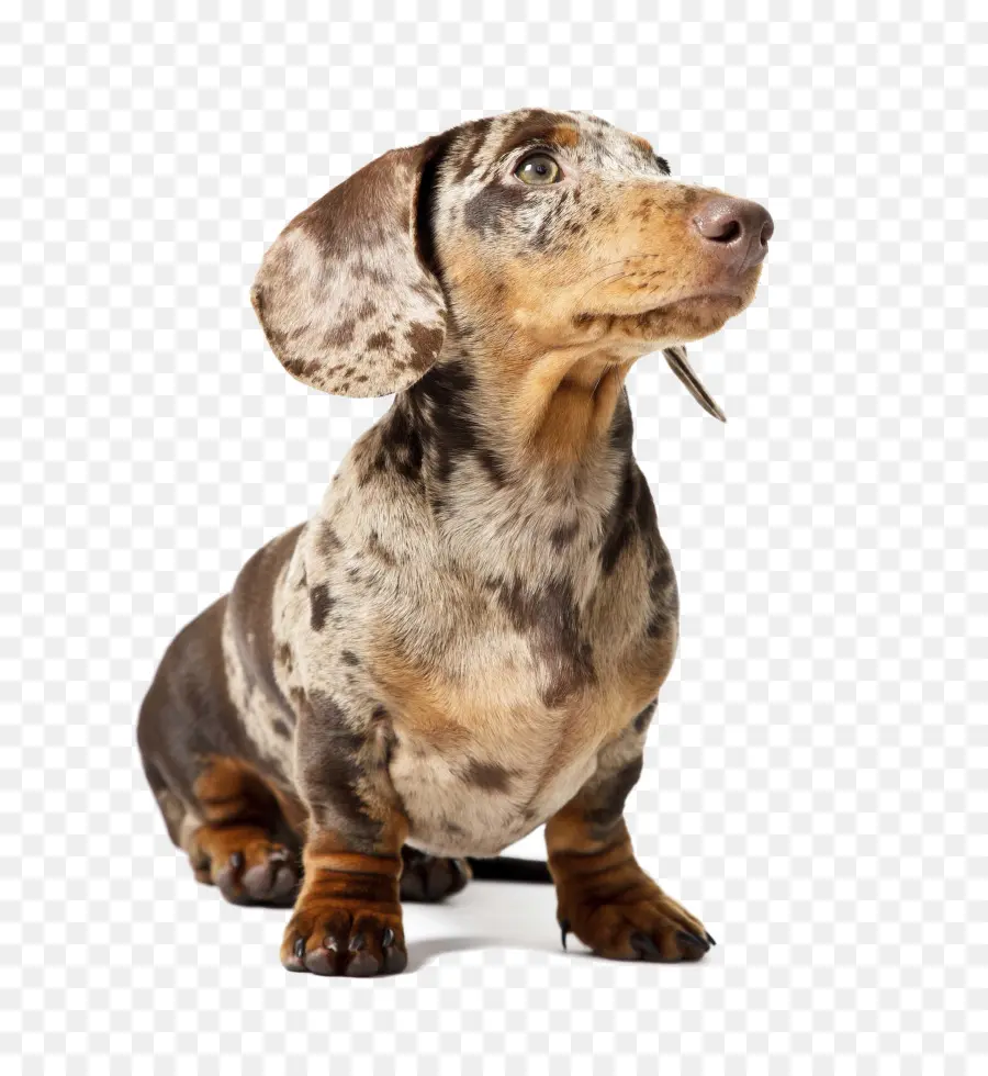 Anak Anjing Dachshund，Imut Imut PNG