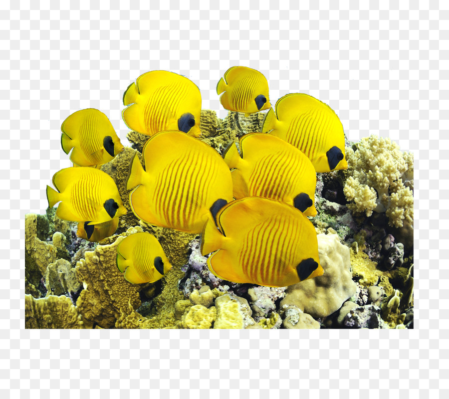 Gambar ikan cupang Gambar Ikan Yellow Tangs