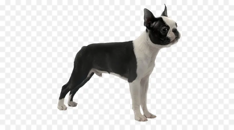 Boston Terrier，Anjing PNG