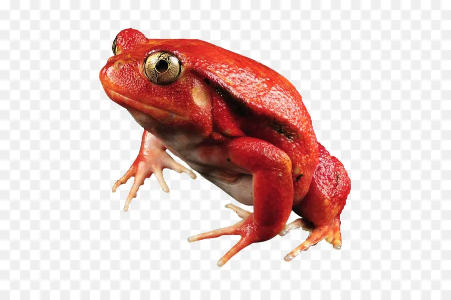 Katak Merah，Amfibi PNG