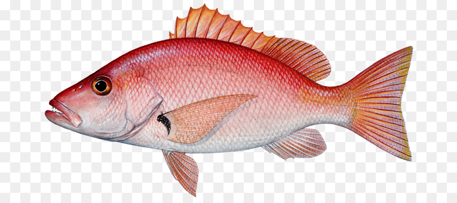 Gambar Ikan Kakap Merah Kartun Gambar Ikan HD