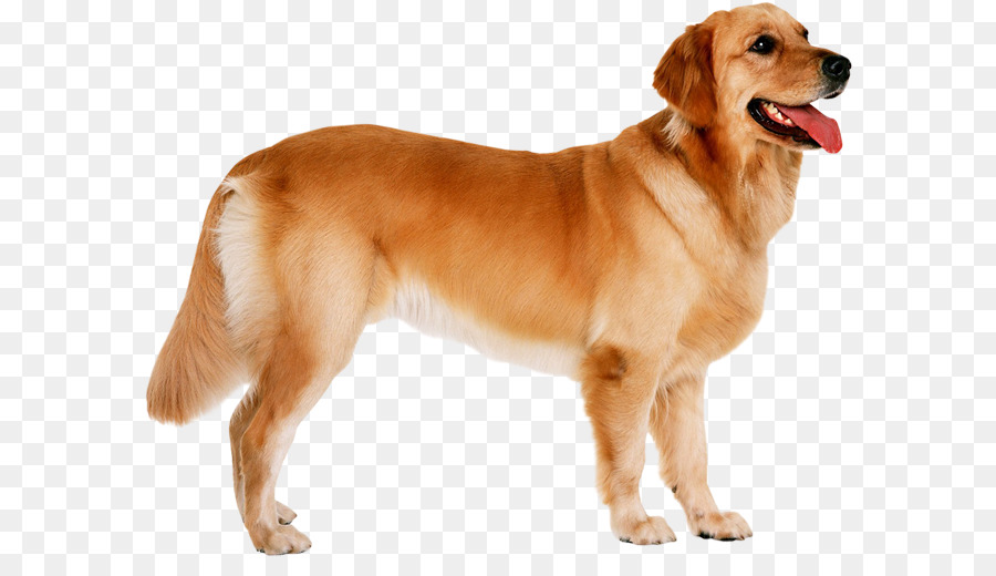 Golden Retriever，Anjing PNG
