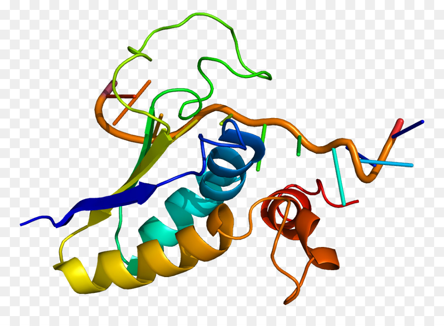 Struktur Protein，Molekul PNG