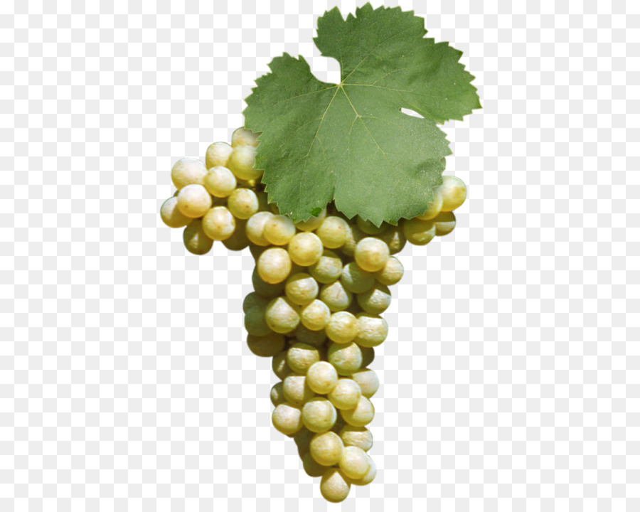 Sultana，Fiano PNG