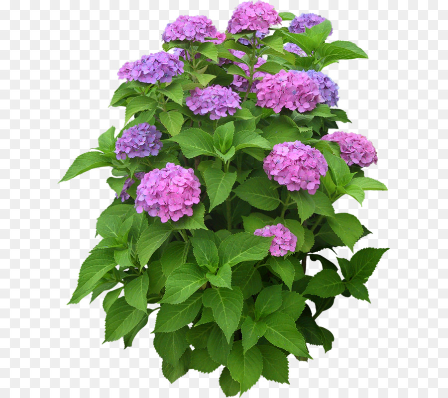 Hortensia，Tanaman PNG