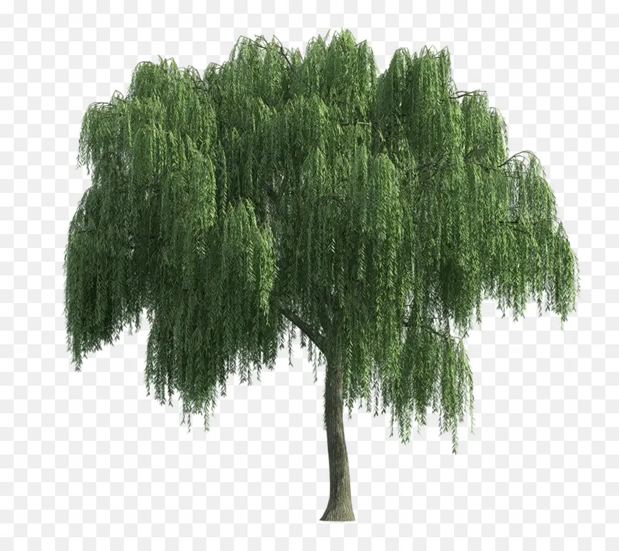 Pohon，Willow Menangis PNG