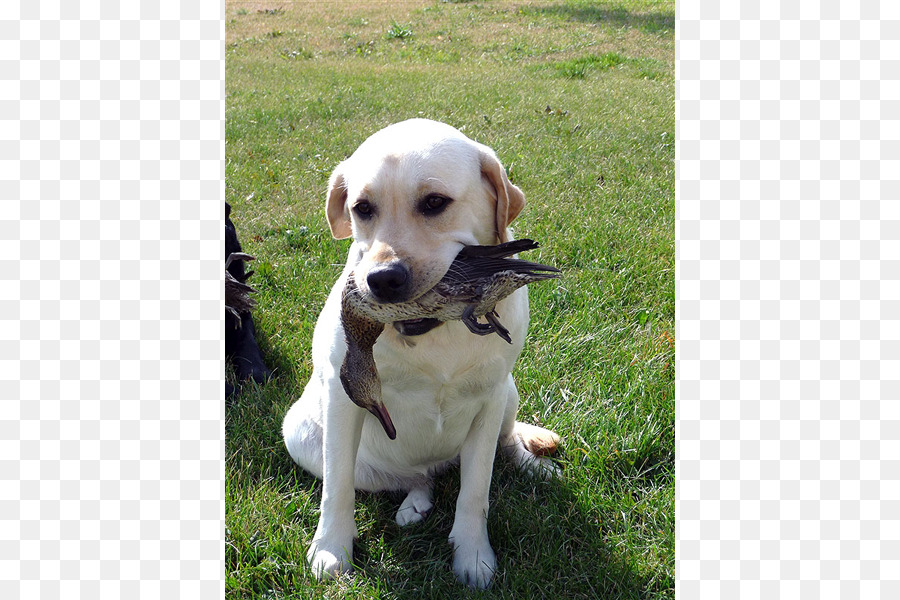 Labrador Retriever，Anjing PNG