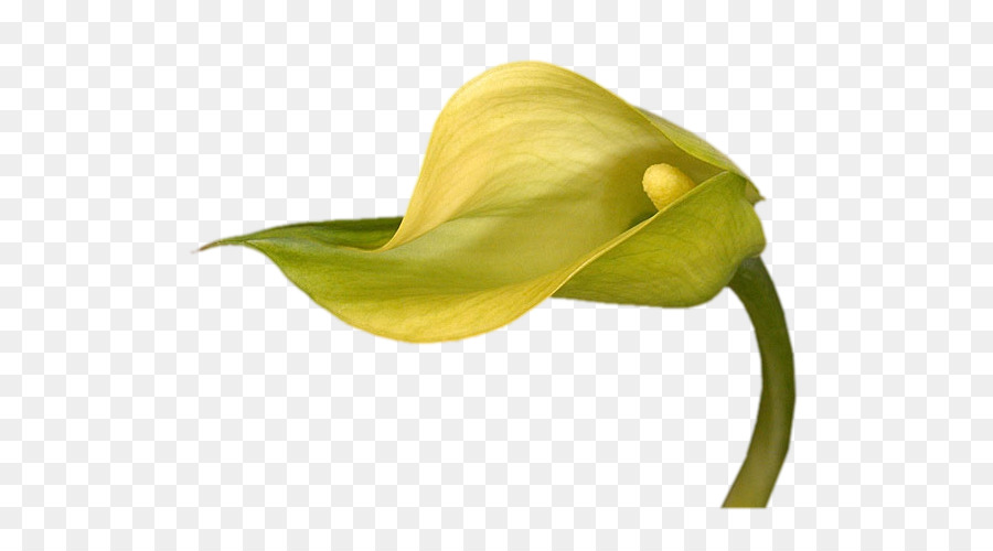  Arum  Lili  Bunga  Kuning gambar png