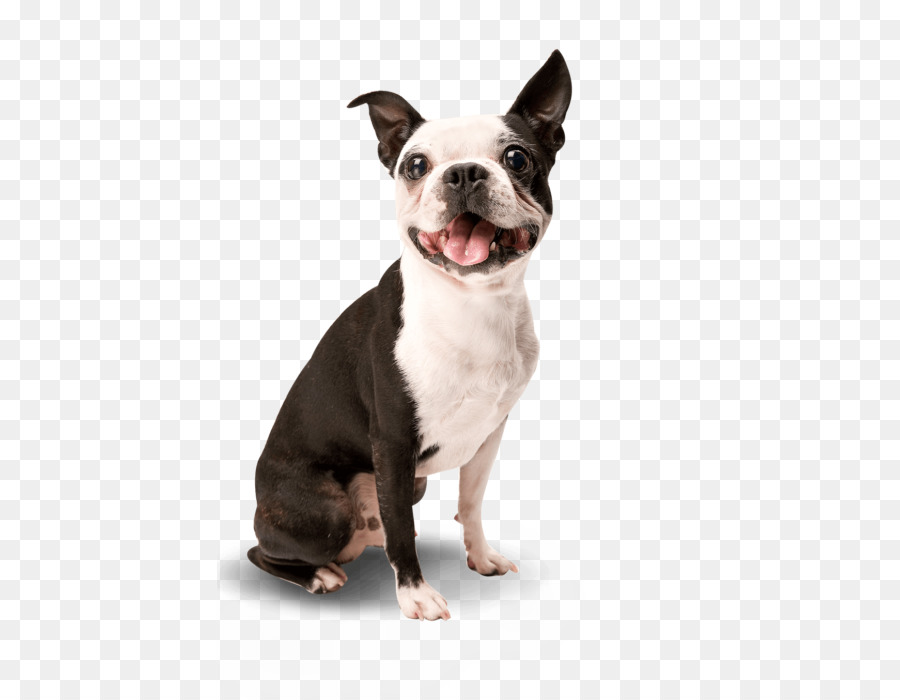 Boston Terrier，Anjing PNG