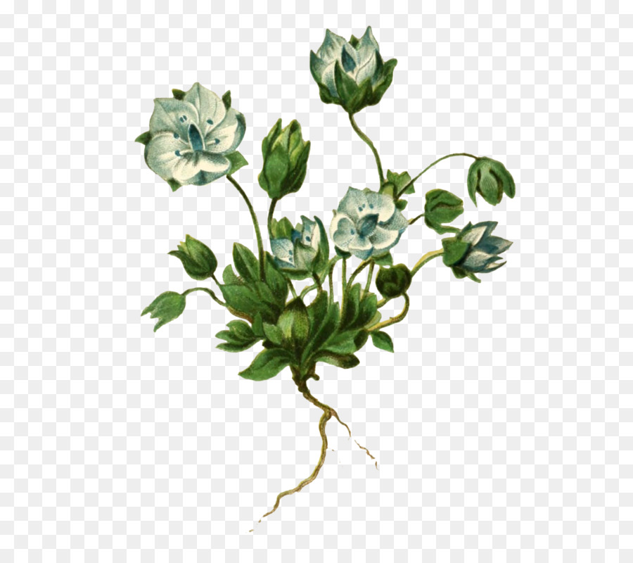 Rosaceae，Potong Bunga PNG