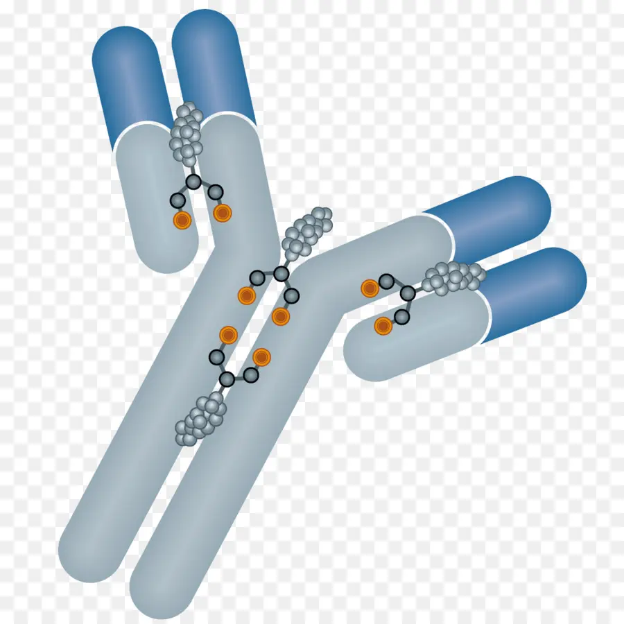 Antibodi，Molekul PNG