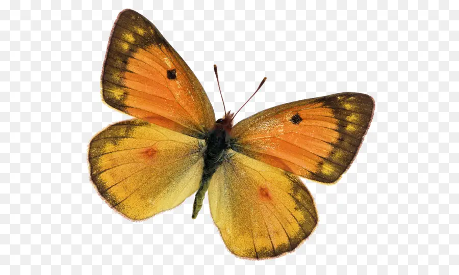 Kupu Kupu Monarch，Lycaenidae PNG