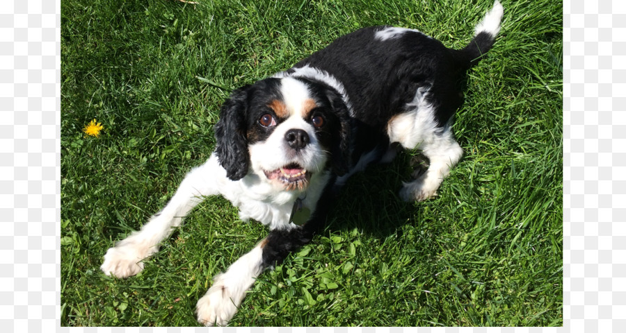 Bahasa Inggris Springer Spaniel，King Cavalier Charles Spaniel PNG