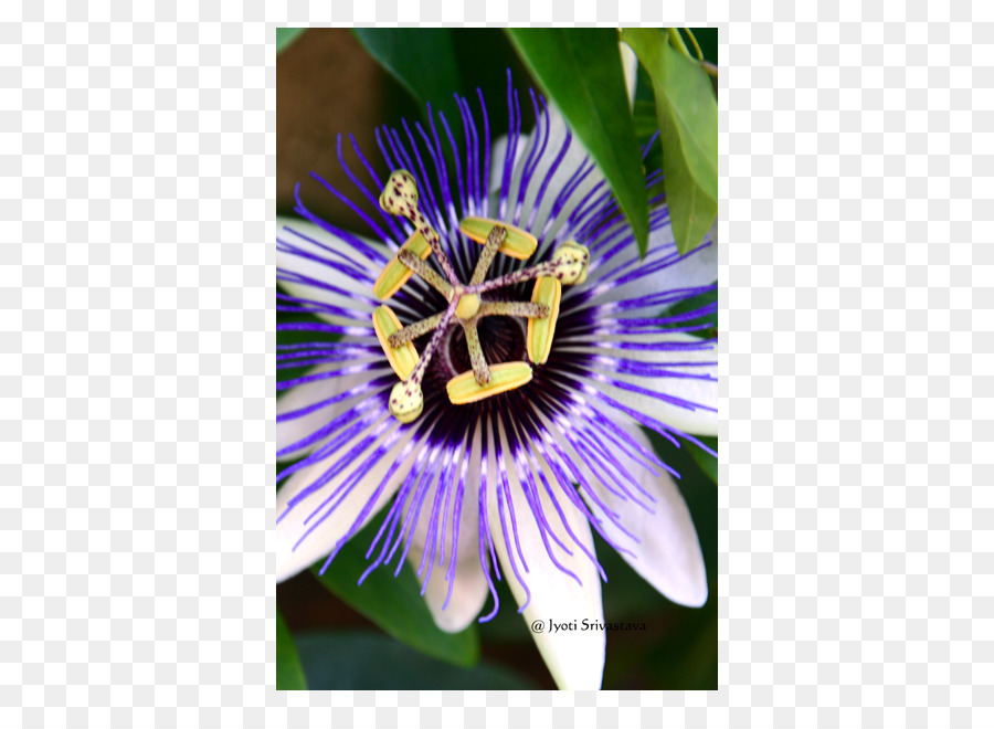 Ungu Passionflower，Bunga PNG