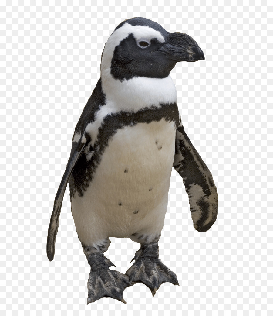 Penguin，Dikemas Postscript PNG