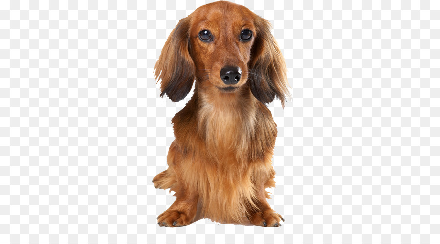 Anjing Dachshund，Peliharaan PNG