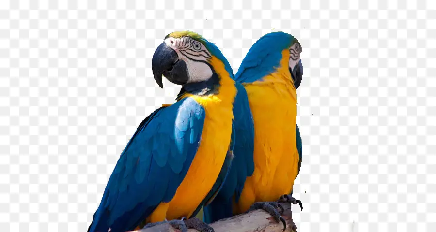 Burung Beo Biru Dan Kuning，Burung PNG