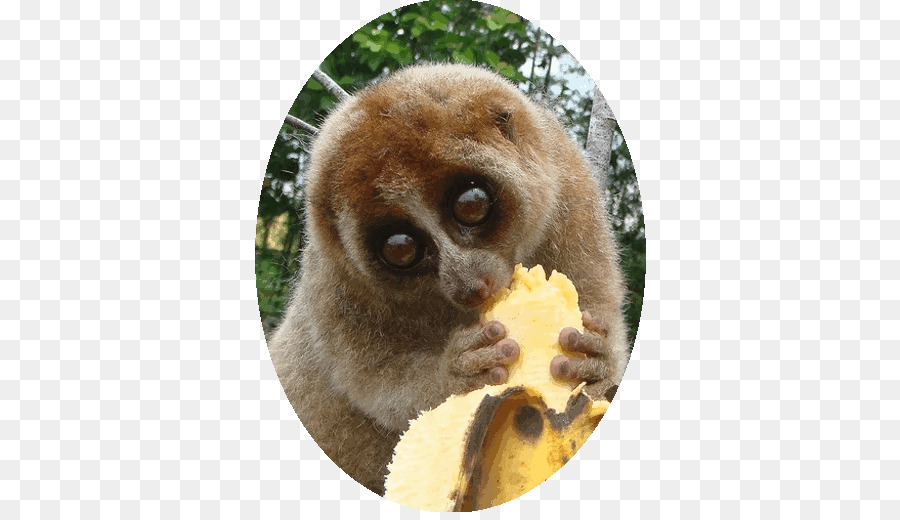 Loris Lambat Kerdil，Sunda Slow Loris PNG