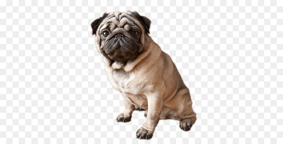 Anjing Pug，Peliharaan PNG