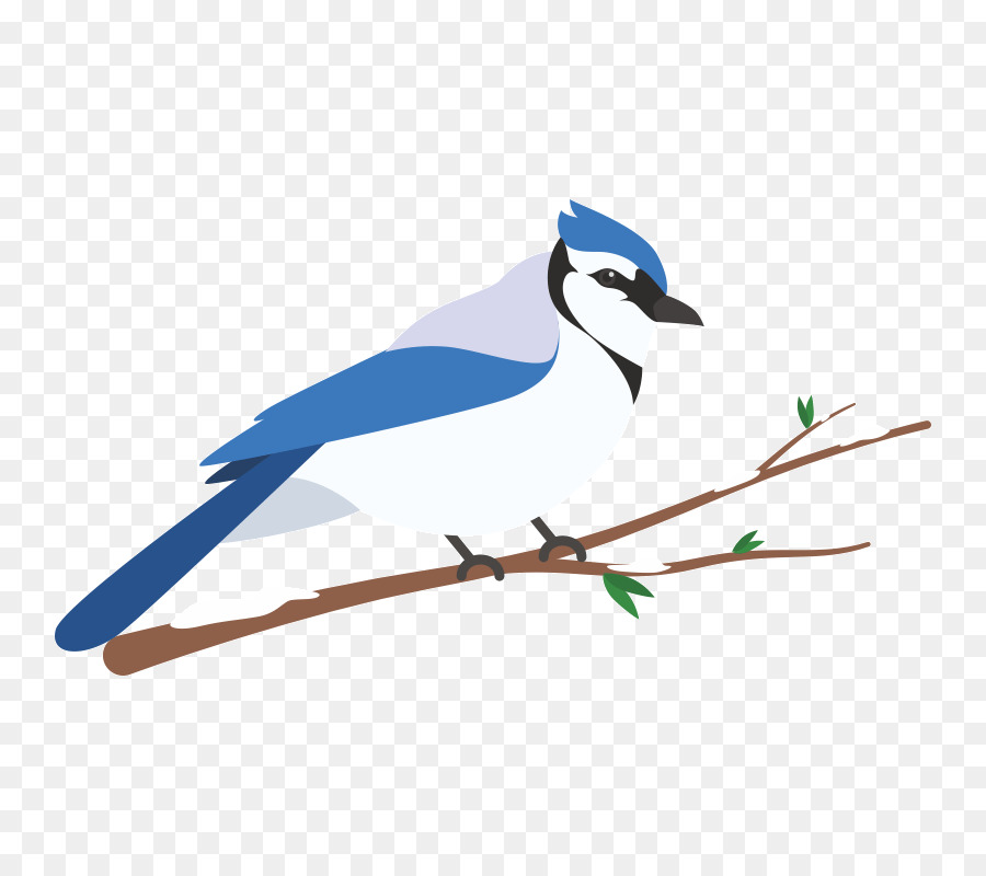 Blue Jay，Gelatik PNG