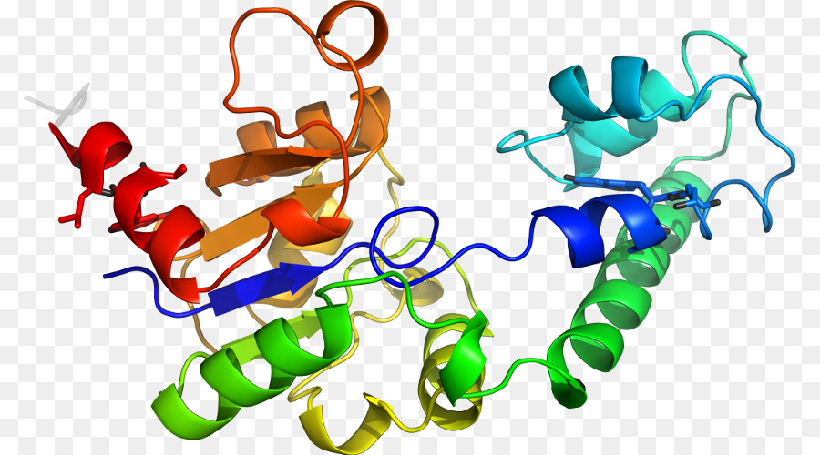 Struktur Protein，Molekul PNG