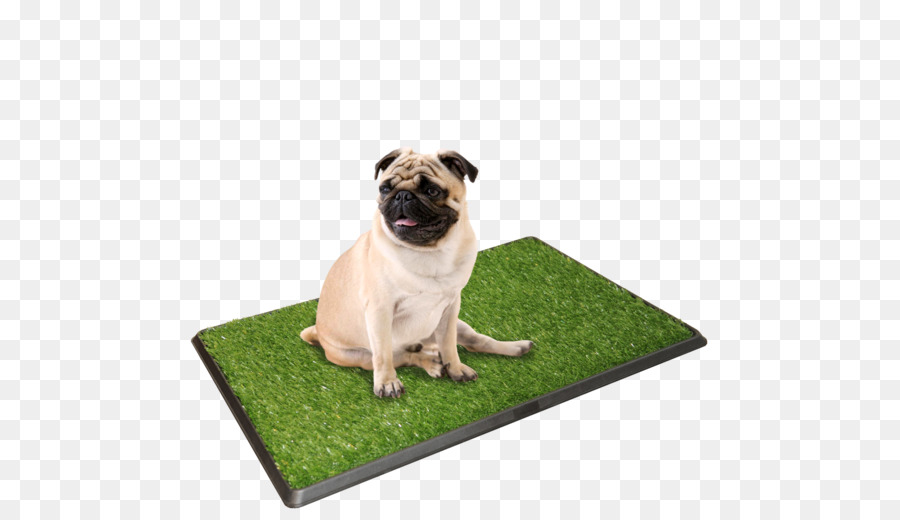 Pug，Anjing PNG