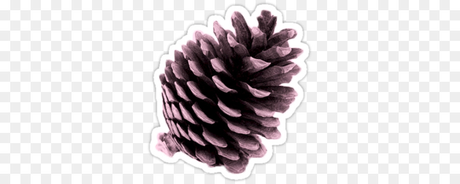 Conifer Kerucut，Pinus PNG